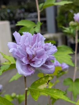 Photo, muggets, flower, gardening, 