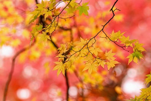 紅葉 紅葉,もみじ,モミジの写真素材