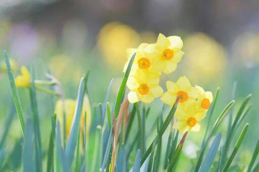早春に咲くスイセンの花 スイセン,花,植物の写真素材