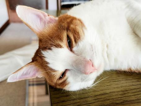 A relaxing brown tabby cat, JPG