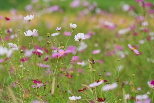 Colorful and beautiful cosmos field, JPG
