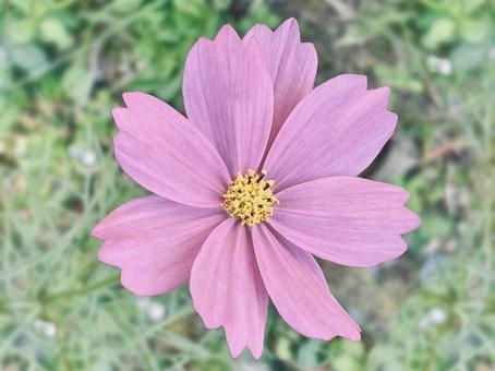 ピンクのコスモスの花 コスモス,秋桜,ピンクの写真素材