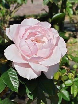 ピンクローズ ピンクローズの写真