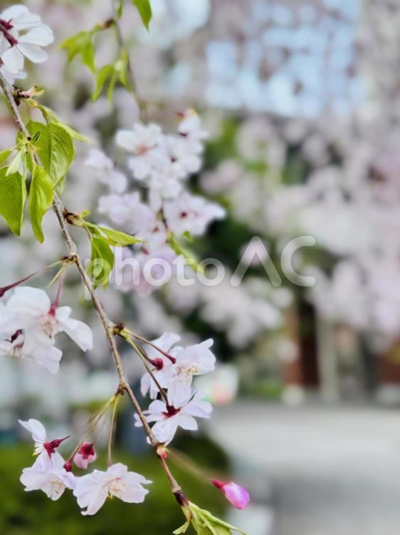 季節の訪れ 自然,美しい,桜の写真素材
