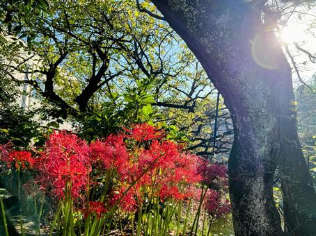 彼岸花 彼岸花 自然,風景,木の写真素材