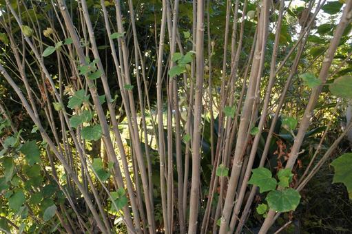 植物 自然,植物,枝の写真素材