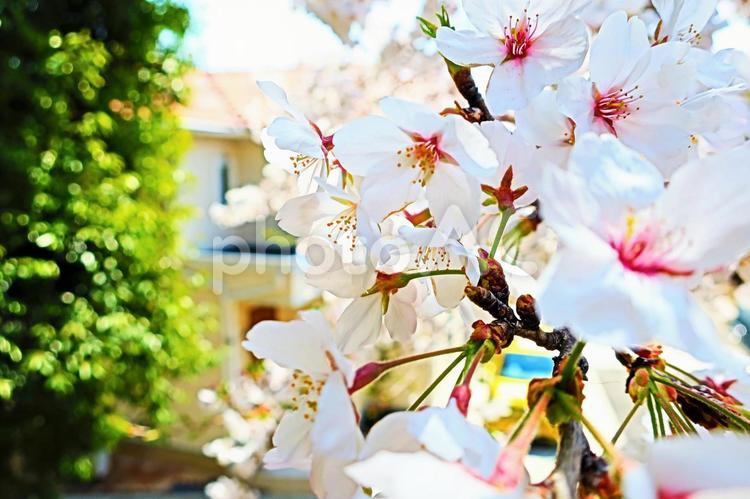 住宅地の桜 桜,春,枝の写真素材