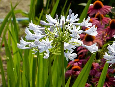 Photo, agapanthus, purple clam, blue, 
