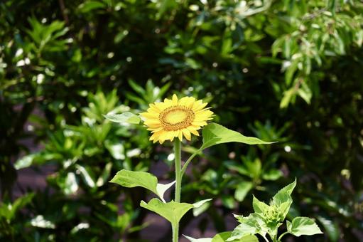 A single sunflower, JPG A single sunflower, JPG
