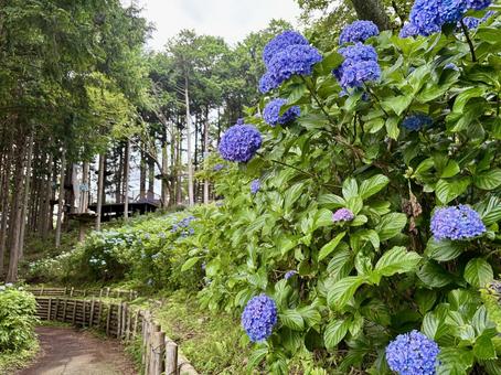 あじさい園 あじさい園 あじさい,紫陽花,花の写真素材