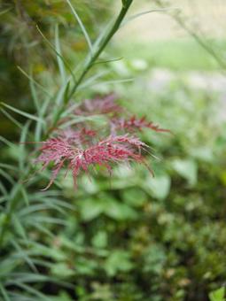 秋の訪れの写真