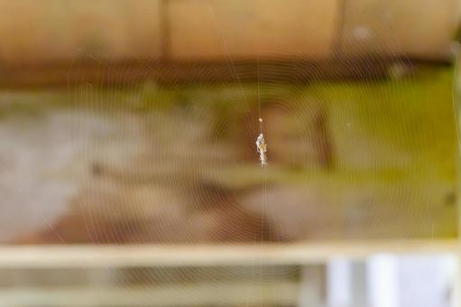 クモの巣にとまる小さなクモ クモ,クモの巣,昆虫の写真素材