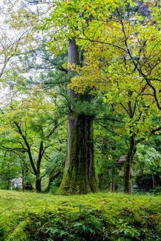 深緑の森と苔むした巨木 巨木,森,緑の写真素材