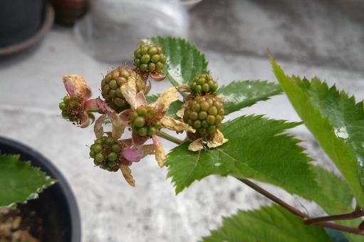 トリプルクラウン、白い花から果実へ移行中の写真