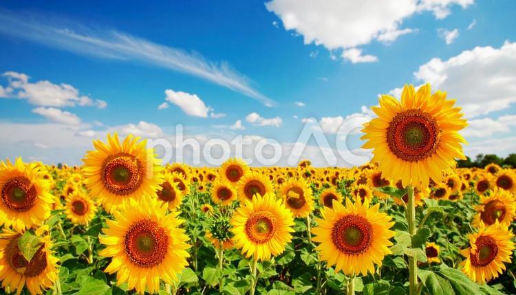 8月の美しいひまわり畑 ひまわり,ひまわり畑,花の写真素材