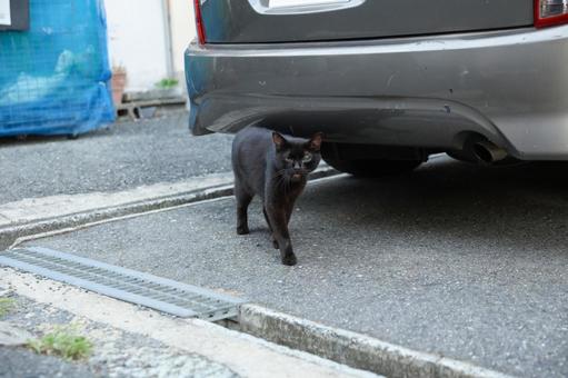 餌を欲しがる猫 餌を欲しがる猫の写真