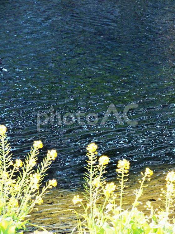 青い川の流れと菜の花 川,水,流れの写真素材
