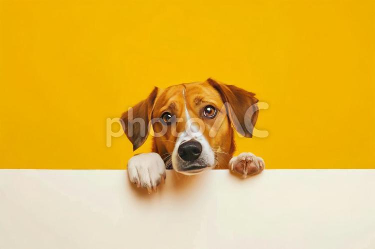 壁から覗く犬 ジャックラッセルテリア,犬,ふわふわの写真素材