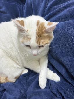 猫 猫の写真