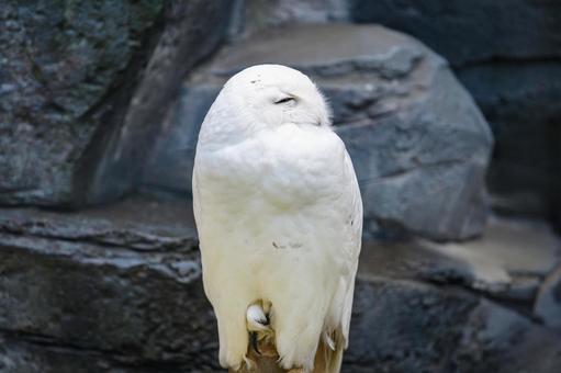 真っ白な羽毛に包まれたシロフクロウ フクロウ,シロフクロウ,鳥の写真素材