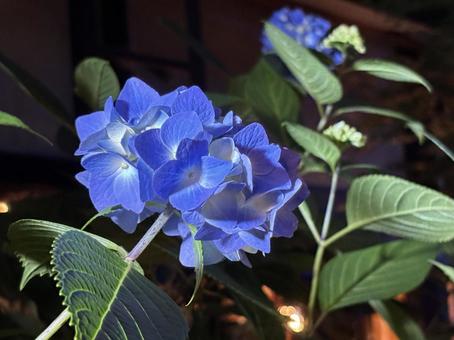 紫陽花 紫陽花の写真