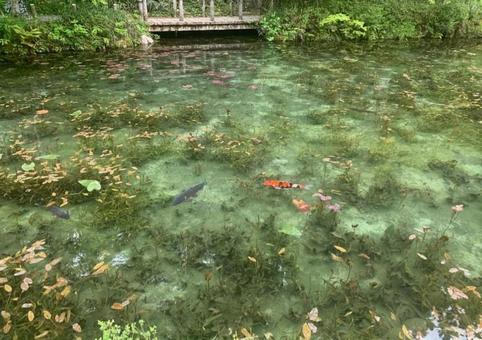 モネの池 モネの池の写真