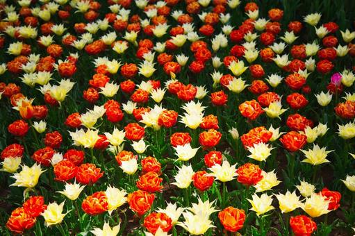 オレンジと白のチューリップ畑 オレンジと白のチューリップ畑 花,植物,赤色の写真素材