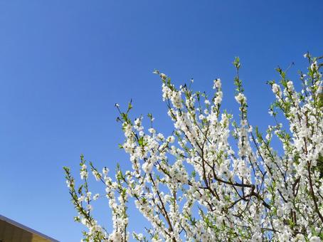 春イメージ〜満開のハナモモの花と青空 ハナモモ,春イメージ,花の写真素材