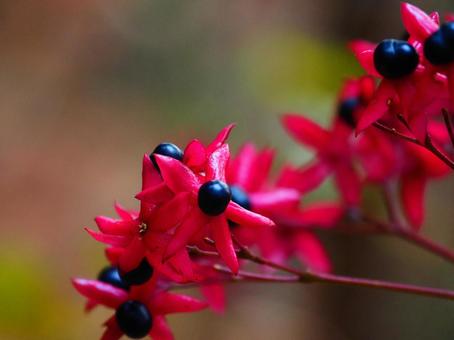 クサギの実 クサギ,ピンク,紫の写真素材