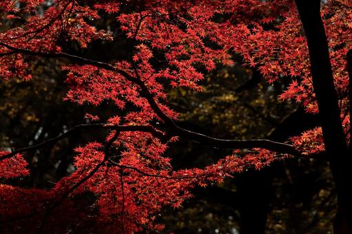 紅葉の輪 紅葉の輪 紅葉,もみじ,秋の写真素材