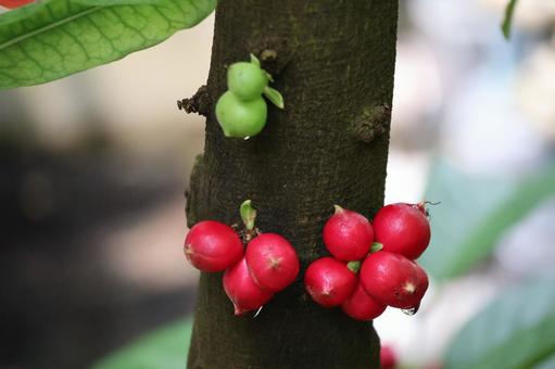 ファレリアカピタタの赤い実の幹の風景の写真