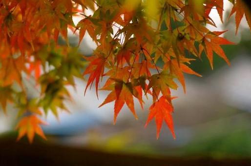 紅葉 紅葉の写真