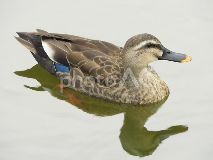 水面に浮かぶカルガモ３ カルガモ,鴨,鳥の写真素材