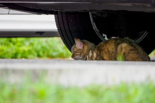 猫(162) 猫(162)の写真