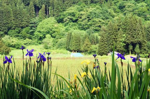 アヤメ咲く山里 アヤメ,菖蒲,里山の写真素材