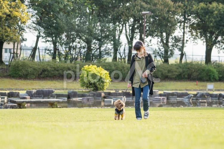 春の公園で散歩するトイプードル トイプードル,トイプー,ドッグランの写真素材