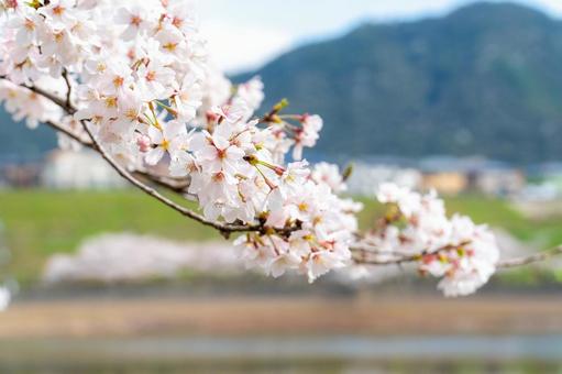 桜の枝 桜の枝の写真
