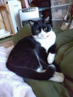 はちわれ猫031 はちわれ猫031 ねこ,ネコ,ハチワレの写真素材