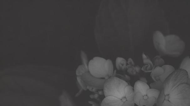 紫陽花 [白黒/淡]版 縦横16:9 白黒,モノクロ,グレースケールの写真素材