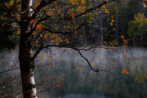 葉の散った白樺 葉の散った白樺 葉の散った白樺,白樺,紅葉の写真素材