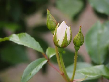 白いバラ　アイスバーグ　つぼみ⑦ バラ,薔薇,花の写真素材