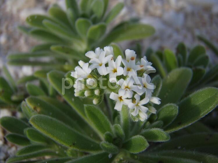 ビーチに咲く小さな白い花 花,白,小さいの写真素材