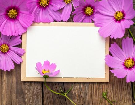 コスモスのフレーム コスモスのフレームの写真