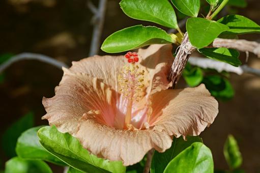 大船フラワーセンターのハイビスカス ハイビスカス,大船フラワーセンター,鎌倉の写真素材