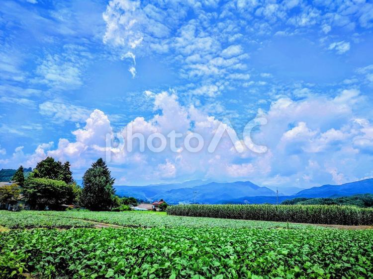 沼田市の風景⑫ 山,絶景,畑の写真素材