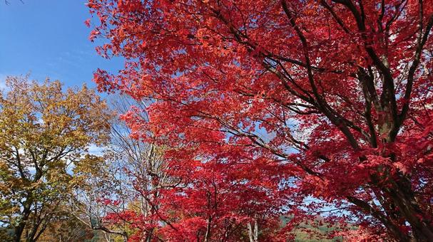 真っ赤に色づいたもみじ 真っ赤に色づいたもみじ 秋,紅葉,赤の写真素材