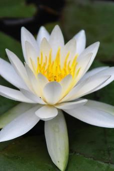 Water Lily, JPG Water Lily, JPG