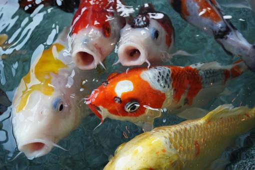 Photo, carp, koi, pool, 