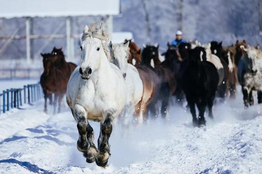 冬に走る馬の群れ 馬,冬,馬追いの写真素材