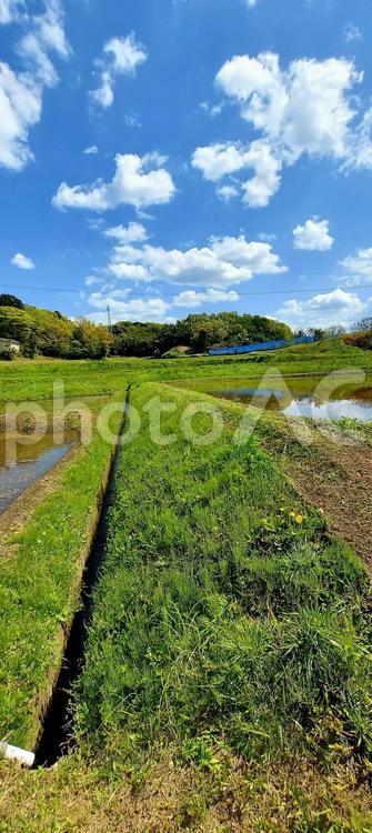 田んぼと水路縦 空,雲,田んぼの写真素材